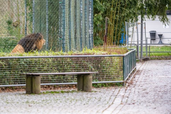 Allein im Zoo - © Foto: Armin Weigel/dpa