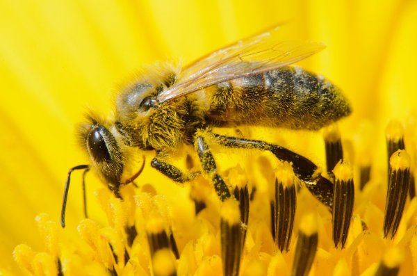 Kampf gegen das Bienensterben - © Foto: Julian Stratenschulte/dpa