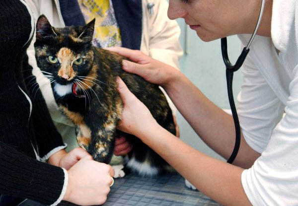 Katze beim Tierarzt - © Foto: Patrick Pleul/dpa