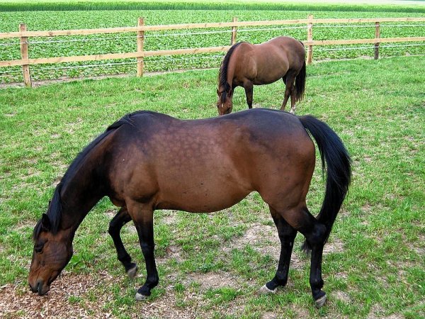 Die beiden "Quarter Horse"-Stuten "Beauty" (vorn) und "Silky". Mittlerweile stehen sie nicht mehr auf ihrer Koppel in Belke-Steinbeck, sondern in Bruchmühlen. - © FOTO: PRIVAT