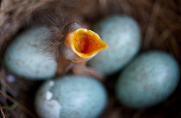 Die Eier der Amsel - © Foto: Arne Dedert