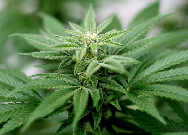 Am 1. April soll Cannabis nach den Plänen der Ampel-Koalition begrenzt für Erwachsene legalisiert werden. - © Matt Masin/Zuma Press/dpa