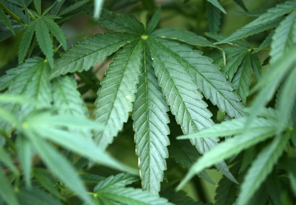 Cannabis - © Foto: Oliver Berg