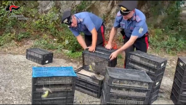 Den Einsatzkräften fiel der Kleintransport bei einer Verkehrskontrolle auf. - © ---/Carabinieri Reggio Calabria/dpa