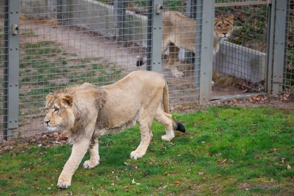 Mehrere Löwen stürzten sich auf den Zoo-Mitarbeiter. (Symbolbild) - © Friso Gentsch/dpa