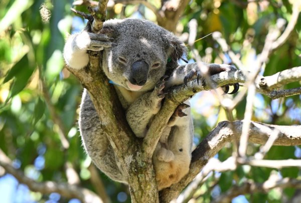 Koalas sind in Australien immer mehr bedroht - auch wegen Chlamydien. - © Darren England/AAP/dpa