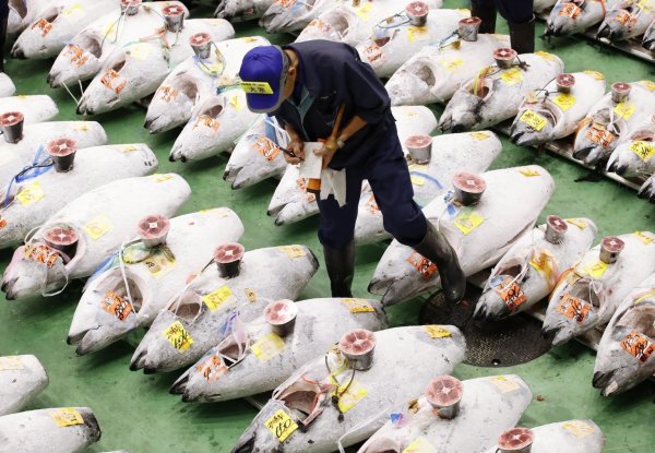 Neuer Großmarkt Toyosu in Tokio - © Foto: Kyodo