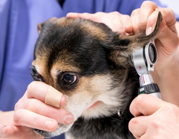 Hund beim Tierarzt - © Foto: Florian Schuh