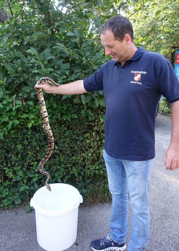 Die Polizei packt den Riesenphython in einen Eimer. - © Helga Happ/REPTILIENZOO via APA/dpa