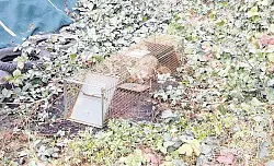 Der Fuchs musste vor seinem Tod in der Lebendfalle vermutlich lange leiden. Jetzt ermittelt die Polizei. - &copy; Foto: pr/J&ouml;rg Dreier