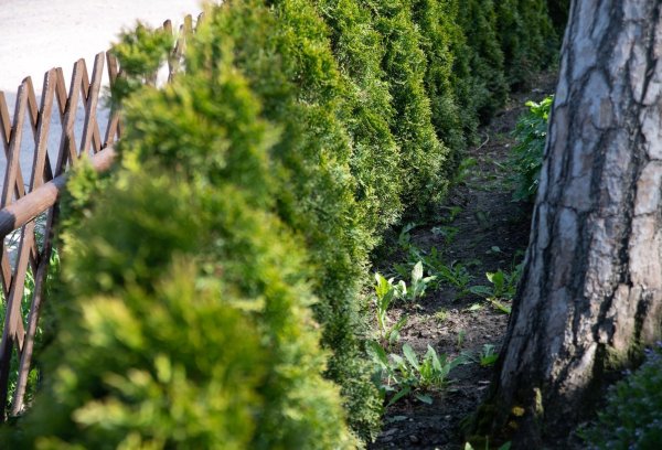 Thuja als immergrüne Hecke - © Foto: Andrea Warnecke/dpa-tmn