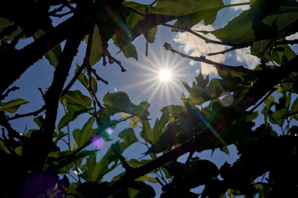 Über Temperaturen um die 30 Grad kann sich vor allem der Süden in den kommenden Tagen freuen. (Archivbild) - © Sascha Ditscher/dpa