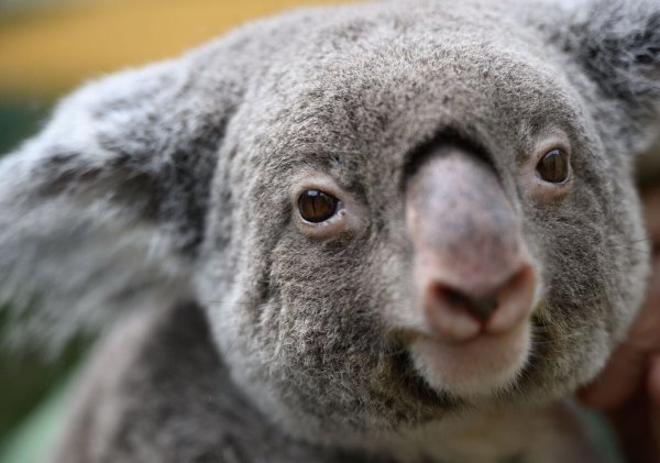 Koalas gehören zu den ikonischsten Tieren Australiens. (Archivbild) - © Robert Michael/dpa