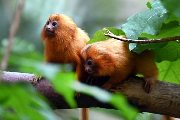 Am 28. Februar sind die Löwenäffchen im Zoo zur Welt gekommen. - © Federico Gambarini/dpa