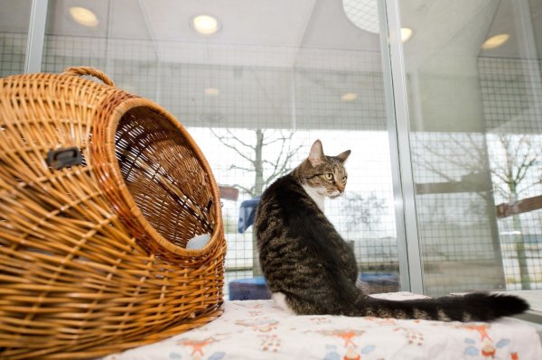 Katze - © Foto: Inga Kjer