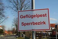 Um die bestätigten Ausbrüche werden die Veterinäre nun Restriktionszonen im Kreis Gütersloh festlegen, in denen ab Freitag strenge Auflagen für Geflügelhalter gelten. - © Tasja Klusmeyer