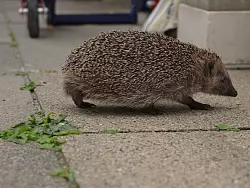 Igelm&auml;dchen Joy hat ihre Verletzungen &uuml;berstanden und konnte ausgewildert werden. (Archivbild) - &copy; Igelhilfe Regina B&auml;umer/ Mark Groundwater