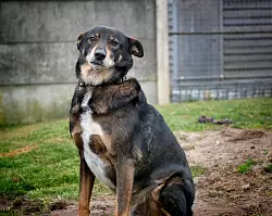 Eine Chance wäre für Charlie wie ein Sechser im Lotto. - © Andreas Frücht