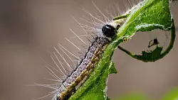 Eichenprozessionsspinner fressen das Blatt einer am Straßenrand wachsenden Eiche. Der Schädling wird in seiner Ausbreitung in Deutschland durch den Klimawandel begünstigt. - © dpa