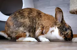 Risotto wurde gefunden. Er wird auf zwei Jahre geschätzt. - © Andreas Frücht