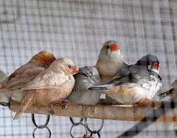 Auch Außenhaltung ist für Zebrafinken möglich. - © Andreas Frücht