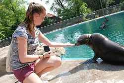 Neugierig: Während Martin Wentker und Tochter Luisa das Becken reinigen, schaut die neugierige Seelöwin "Amy" (1), ob Tochter Judith nicht noch einen Fisch rausrückt. - © Privat