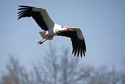 Die Zahl der Weißstorch-Bruten im Kreis Gütersloh steigt Jahr für Jahr. 2024 registriert die Biologische Station 41 Brutpaare. - © Roland Thöring