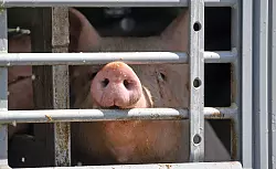 Ein neues Tierhaltungslogo wird spätestens ab August für Schweinefleisch verpflichtend. - © Hendrik Schmidt/dpa-Zentralbild