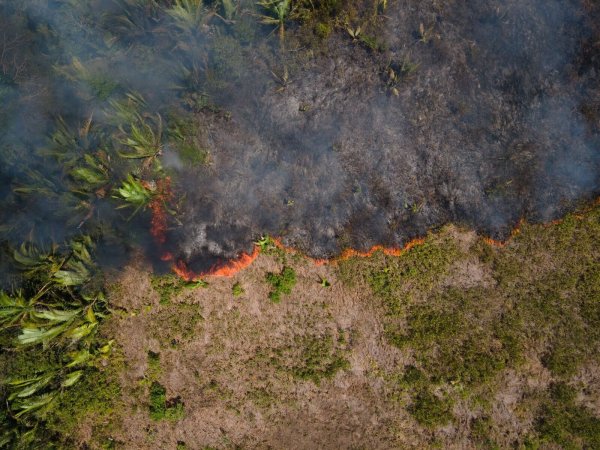 Flammen breiten sich in einem Amazonas-Gebiet aus. (Archivbild) - © Fernando Souza/ZUMA Press Wire/dpa