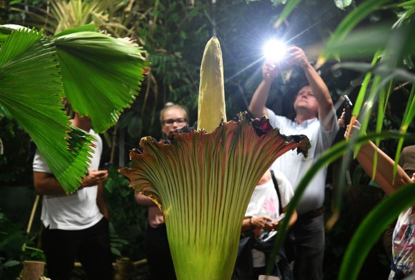 Unbekannte haben die schwere Knolle des Titanenwurz gestohlen. (Archivbild) - © Ina Fassbender/dpa