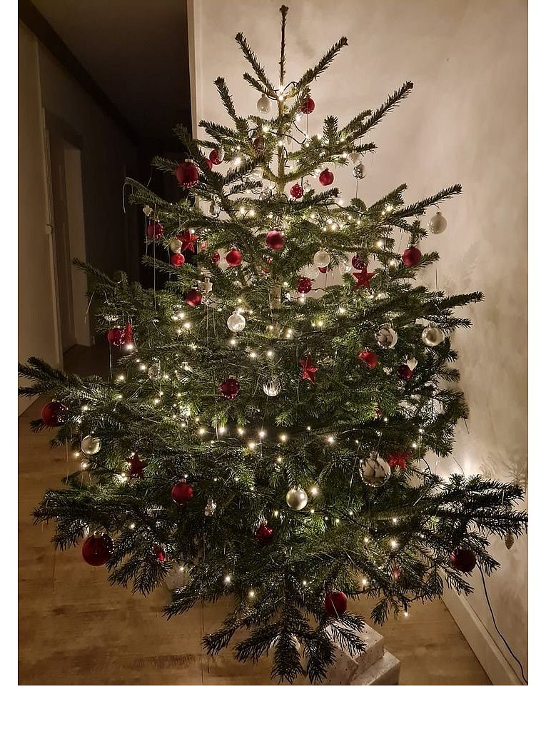 Weihnachtsbäume in Lippe