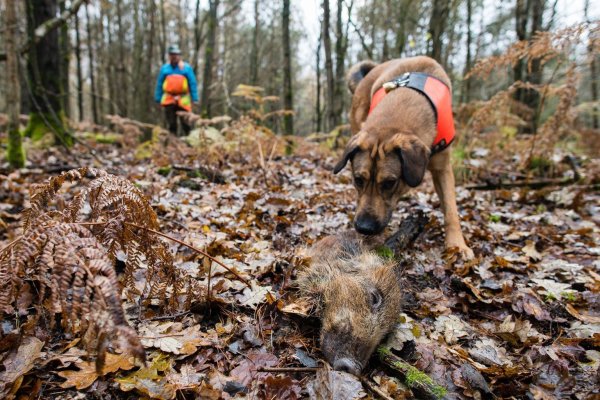 Wildschweinkadaver-Suchhund - © Foto: Oliver Dietze/dpa