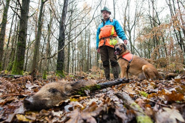 Wildschweinkadaver-Suchhunde - © Foto: Oliver Dietze/dpa