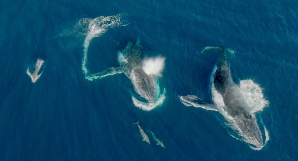 Meeressäuger unter sich - Wale und Delfine können etwas miteinander anfangen. - © Wildlive Media/Griffith Universität/dpa