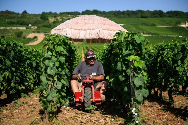 Neben Lieferdiensten und Bauarbeitern ist die Landwirtschaft besonders von Hitze betroffen. (Archivbild) - © Arnaud Finistre/AFP/dpa