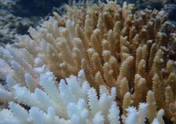 Von Kimberley bis Ningaloo: Von der Bleiche betroffen ist ein Gebiet von rund 1.500 Kilometern Länge. - © Declan Stick/AUSTRALIAN INSTITUTE OF MARINE SCIENCE/AAP/dpa