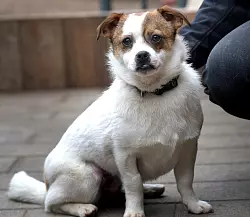 Rüde Tamayo ist ein lustiger Wirbelwind ohne Vorbehalte. - © Andreas Frücht