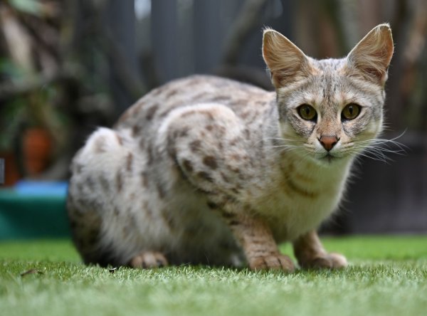 Eine Savannah-Katze der ersten Generation im Gehege ihrer Züchter (Symbolbild) - © Arne Dedert/dpa