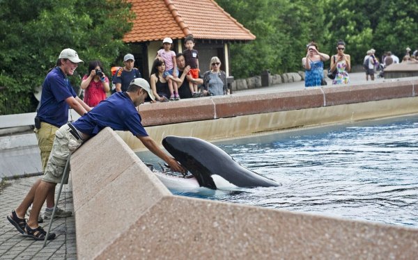 Der inzwischen geschlossene Freizeitpark in Kanada warnt, er müsse womöglich seine Tiere einschläfern. (Archivbild) - © Randy Risling/Toronto Star/Zuma Press/dpa