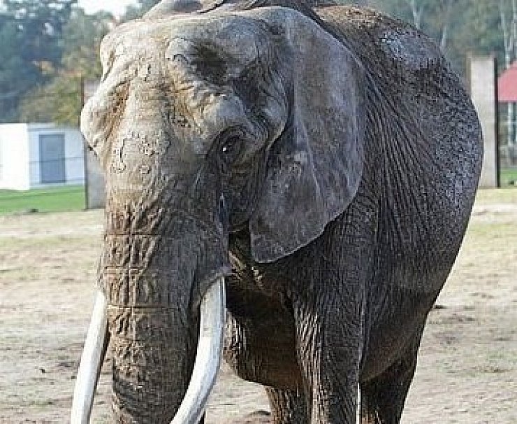 Nicht länger alleine: Elefantendame Didi (39) hatte im April 2014 Jahr

den letzten ihre ursprünglich fünf Kollegen verloren. - © URI