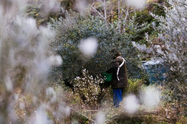 2024 ist für Olivenbauern ein besseres Jahr als 2023. - © Philipp von Ditfurth/dpa