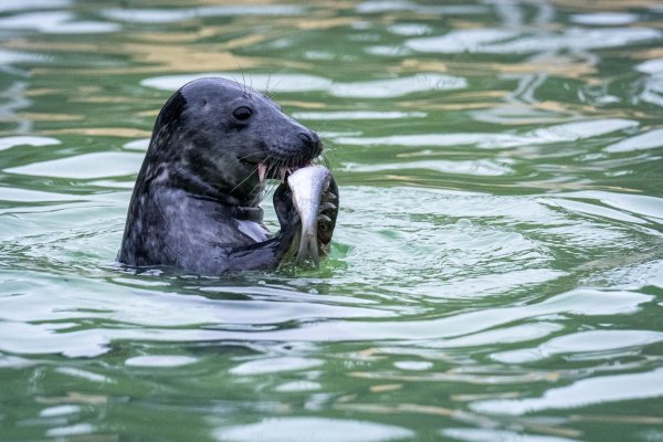 Die Seehundstationen in Niedersachsen und Schleswig-Holstein nehmen Jungtiere in ihre Obhut. - © Sina Schuldt/dpa