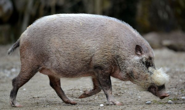 Die Pandemie habe gravierende Auswirkungen nicht nur auf Tiere, warnen Experten. - © Frank Leonhardt/dpa