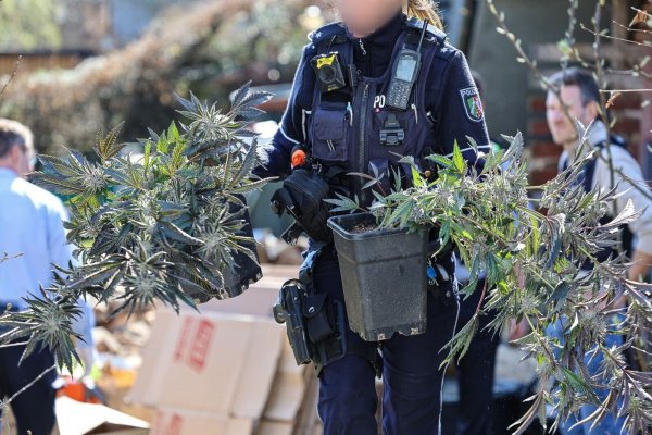 Ein Hinweis hatte die Polizei auf die Spur einer illegalen Cannabis-Plantage gebracht. - © Alex Talash/dpa