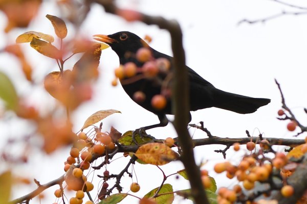 Amsel im heimischen Garten - © Foto: Andrea Warnecke/dpa-tmn