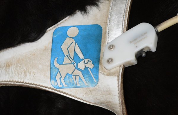 Unterwegs mit Blindenhund - © Foto: Franziska Kraufmann/dpa
