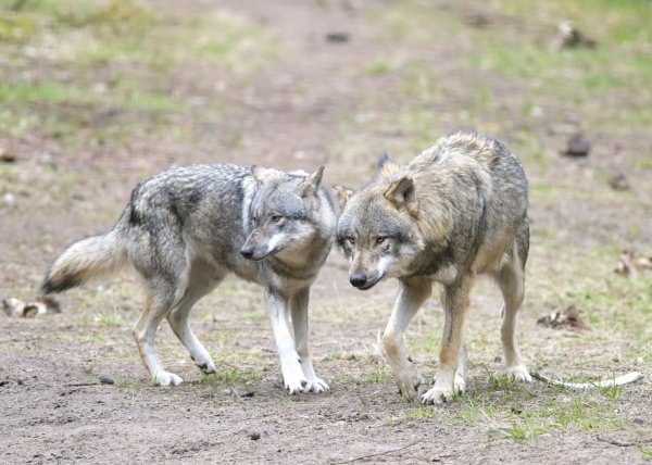 Die EU-Länder haben die Änderung des Schutzstatus des Wolfes angenommen. (Archivbild) - © Soeren Stache/dpa-Zentralbild/dpa