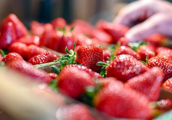 Jetzt gibt es Erdbeeren so günstig wie nie in der Saison. (Archivbild) - © Uli Deck/dpa