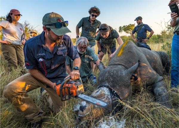 Einem Nashorn wird vorsorglich das Horn abgesägt. (Handout) - © ---/Greater Kruger Environmental Protection Foundation/dpa