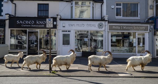 Ziegen in Llandudno - © Foto: Peter Byrne/PA Wire/dpa